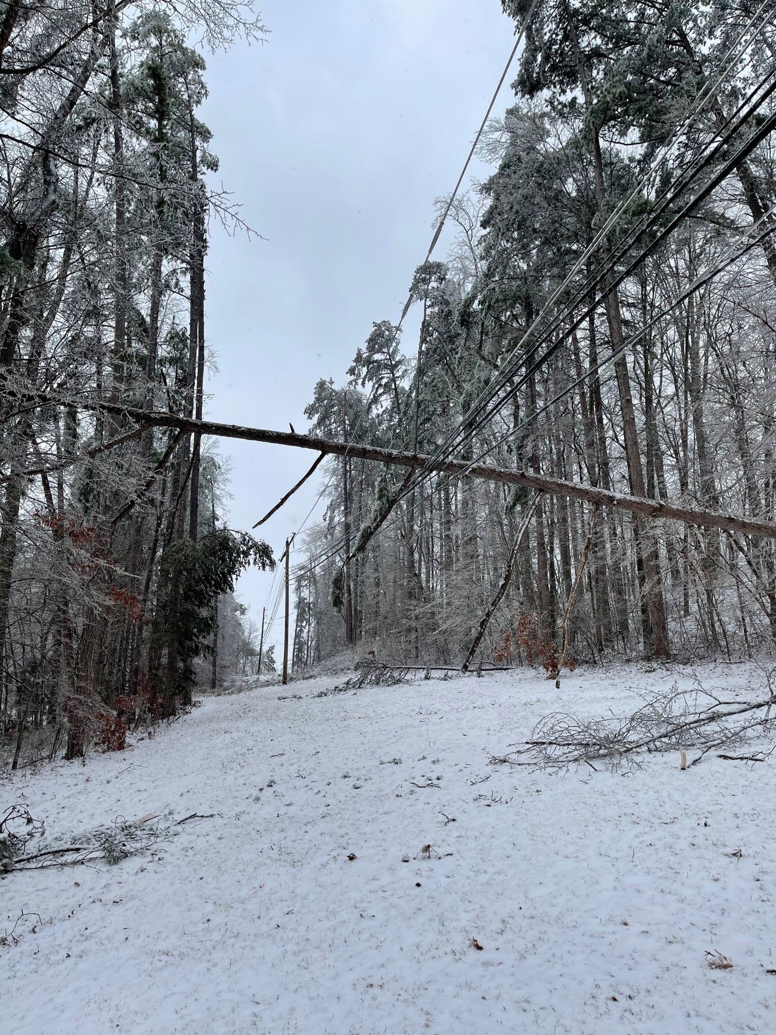 Tree on Lines Snow FB